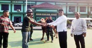 Kodim 0509 Meriahkan Idul Adha Dengan 16 Ekor Sapi dan 12 Ekor Kambing