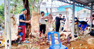 Masjid Al-Quddusussyaif Sembelih 2 Sapi dan 12 Kambing