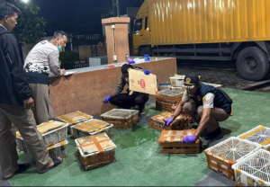 Penyelundupan Ratusan Burung Digagalkan Polisi di Pelabuhan Bakauheni