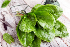 Daun Binahong, Herbal Ampuh Redakan Batuk dan Radang Paru-paru