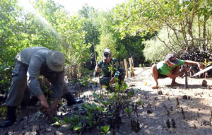 Kodim 1510/Sula Tanam 1.000 Mangrove di Desa Mangega: Benteng Hijau untuk Masa Depan Pesisir