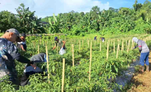 Bakamla Panen 1,3 Ton Cabai di Sulawesi Utara, Tunjukkan Ketahanan Pangan Bukan Sekadar Patroli Laut