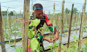 Sinergi TNI dan Petani: Babinsa Timika Bantu Rawat Tanaman Melon Demi Ketahanan Pangan