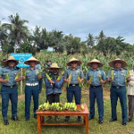 Lanal Dabo Singkep Panen Jagung, Dukung Ketahanan Pangan Nasional