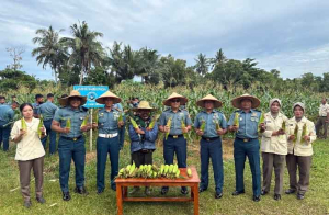 Lanal Dabo Singkep Panen Jagung, Dukung Ketahanan Pangan Nasional