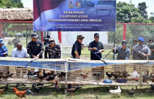 Lanal Sibolga Luncurkan Kampung Ayam di Tapanuli Tengah, Solusi Ketahanan Pangan dari Pesisir