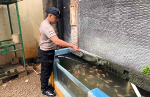 Brimob Tanam Jagung, Rawat Ikan Lele, Ketahanan Pangan Bukan Sekadar Wacana