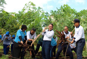 Lanal Bandung Gelar Panen Raya Jagung dan Sayuran  Program Ketahanan Pangan Nasional