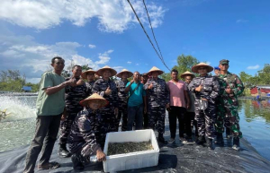 Wujud Dukung Program Ketahanan Pangan Nasional, Lanal Dabo Singkep Panen Udang Vaname