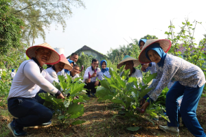 Lanal Dumai Panen Sayur Segar dari Kebun Ketahanan Pangan