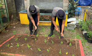 Giat Perawatan Lahan Ketahanan Pangan Batalyon A Pelopor