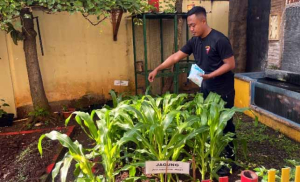 Brimob Batalyon A Pelopor Rawat Lahan Ketahanan Pangan