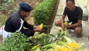 Brimob Polda Metro Jaya Panen Jagung, Bukti Nyata Dukung Ketahanan Pangan