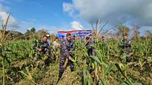 Lanal Bintan Panen Jagung, Perkuat Ketahanan Pangan dan Semangat Kebersamaan