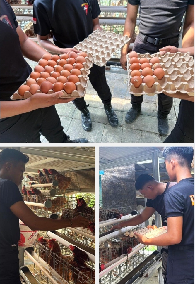 Brimob Polda Metro Jaya Budidaya Ayam Petelur 1 1761043331095