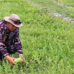 Lanal Bandung Buktikan Ketahanan Pangan Bisa Dimulai dari Laut hingga Darat