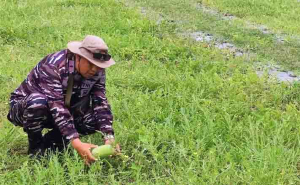 Lanal Bandung Buktikan Ketahanan Pangan Bisa Dimulai dari Laut hingga Darat