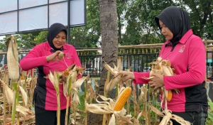 Batalyon B Pelopor Brimob Polda Metro Jaya Panen Jagung