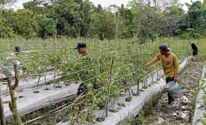 Babinsa Koramil Mapurujaya Bantu Petani Binaan Panen Tomat