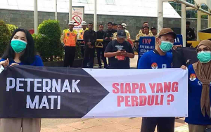 Usai dari Istana Negara, Peternak Unggas Geruduk Kemenko Pangan
