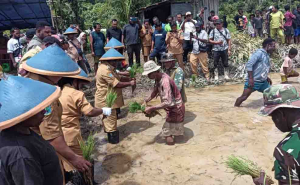 Satgas TMMD ke-126 Kodim 1810/Tambrauw Bersama Dinas Pertanian Gelar Penyuluhan dan Penanaman Padi di Yembun