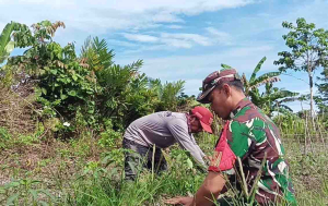 Babinsa Mapurujaya Turun ke Lahan, Dampingi Petani Cabai Keriting di Kaugapu