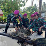 Pasmar 3 Selamatkan Penyu Terdampar di Pantai Fanildo