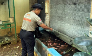 Brimob PMJ Mantapkan Ketahanan Pangan Lewat Lahan Produktif di Batalyon A Pelopor