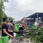 Tim SAR Batalyon B Pelopor Brimob PMJ Sigap Evakuasi Pohon Tumbang di Tanjung Priok