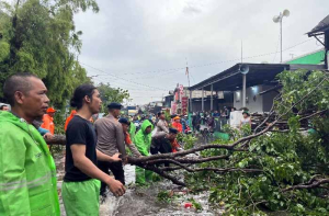 Tim SAR Batalyon B Pelopor Brimob PMJ Sigap Evakuasi Pohon Tumbang di Tanjung Priok