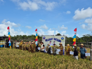Lanal Bintan Perkuat Ketahanan Pangan Lewat Panen Perdana Padi Gogo Bersama Petani