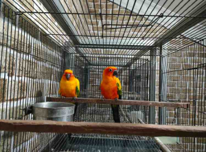 Tekuni Hobi Jadi Peluang Usaha, Satrio Adi Chandra Konsisten Kembangkan Breeding Paruh Bengkok