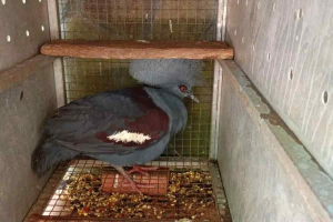 Kemenhut Tangkap Pedagang Satwa Dilindungi di Sulut