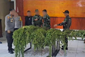 Satgas Gabungan Ungkap Ladang Ganja di Pegunungan Bintang