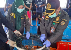Ekspor Ikan Hidup Natuna Tembus Rp1,2 Miliar, Karantina Pastikan Semua Sehat