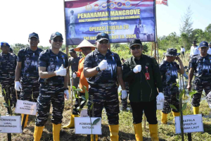 TNI AL Tanam 1.000 Mangrove di Tanah Laut, Operasi Trisila 26 Perkuat Aksi Lingkungan Pesisir
