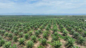 Produksi Sawit Mandek, PalmCo Percepat Transformasi Kebun Rakyat