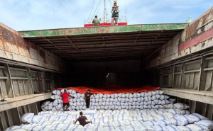 188,7 Ton Cengkih Natuna Bebas OPTK Dikirim ke Semarang