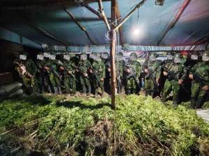 Koops TNI Habema Ungkap Sekitar 5.000 Batang Ganja di Yahukimo