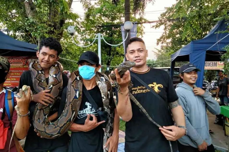 Ribuan Ular Dievakuasi, Patriot Fauna Soroti Dampak Kemarau di Bekasi 1 Ribuan Ular Dievakuasi, Patriot Fauna Soroti Dampak Kemarau di Bekasi