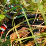 Jungle FTX SGS 2026 Uji Kemampuan Tempur 347 Prajurit Multinasional