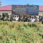 TNI Amankan 21.400 Batang Ganja dari Dua Ladang di Yahukimo