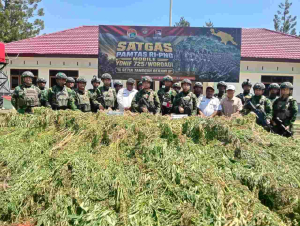 TNI Amankan 21.400 Batang Ganja dari Dua Ladang di Yahukimo