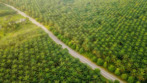 Pertagas Serap CBG PalmCo-Renikola, Investasi Proyek Capai USD45 Juta