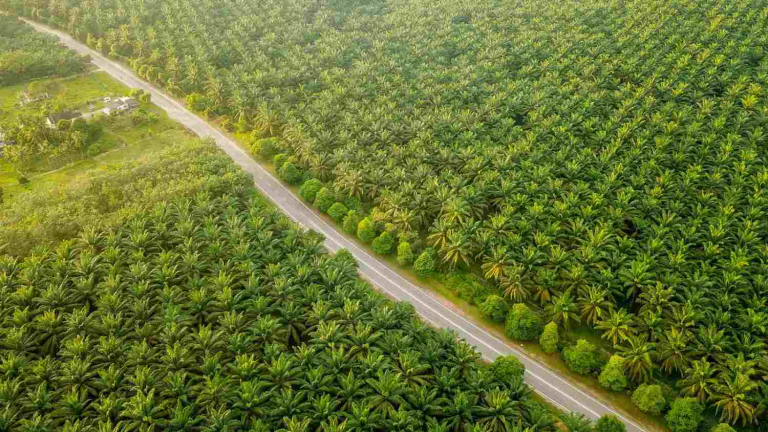Pertagas Serap CBG PalmCo-Renikola, Investasi Proyek Capai USD45 Juta