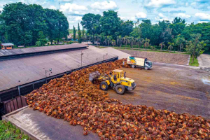 PalmCo Perkuat Ketertelusuran CPO Hadapi Tuntutan Pasar Global