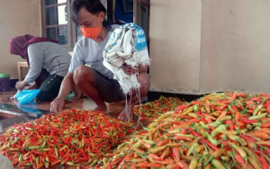 Cabai Rawit Tembus Rp152 Ribu, Sambal Kini Berasa Cicilan