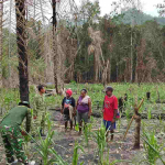 Satgas TMMD Ke-130 Dampingi Petani Yamboi, Dorong Kemandirian Pangan