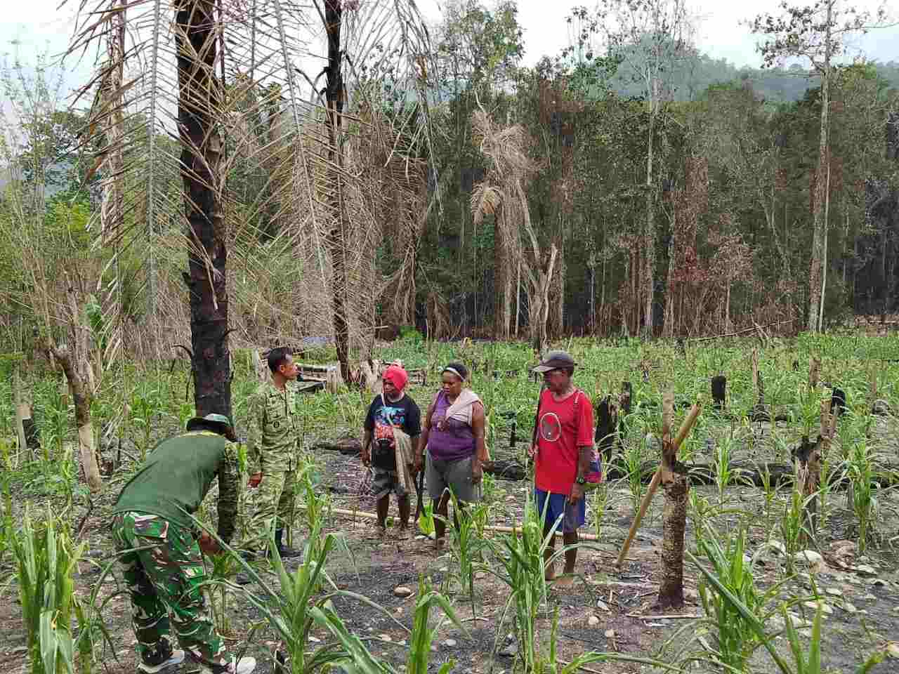 Satgas TMMD Ke-130 Dampingi Petani Yamboi, Dorong Kemandirian Pangan