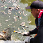 Ikan Sapu-Sapu Mati Massal di Kali Bekasi, 700 Kilogram Bangkai Diangkat